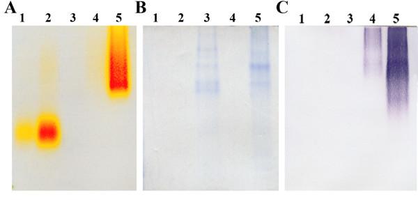 https://cdn.ncbi.nlm.nih.gov/pmc/blobs/d575/2839966/2052e6fd570d/1472-6750-10-18-2.jpg