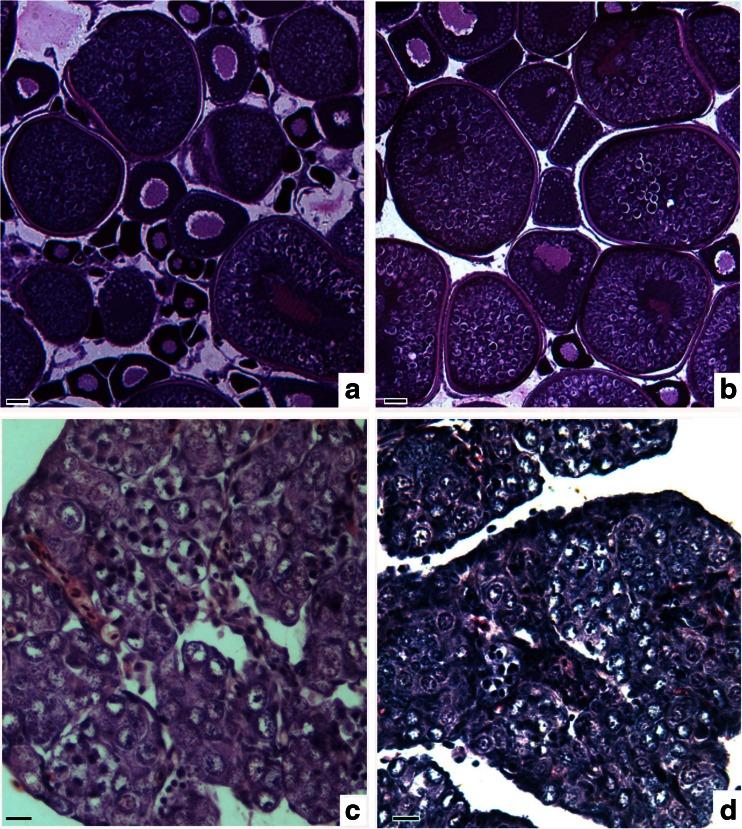 https://cdn.ncbi.nlm.nih.gov/pmc/blobs/d575/4540778/48b1a26abe20/10126_2015_9647_Fig5_HTML.jpg