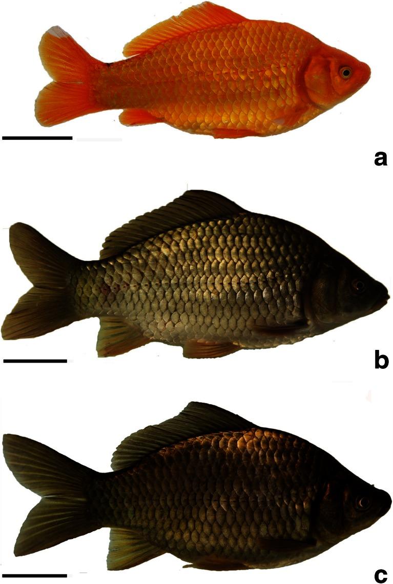 https://cdn.ncbi.nlm.nih.gov/pmc/blobs/d575/4540778/9129f7e62d8a/10126_2015_9647_Fig4_HTML.jpg