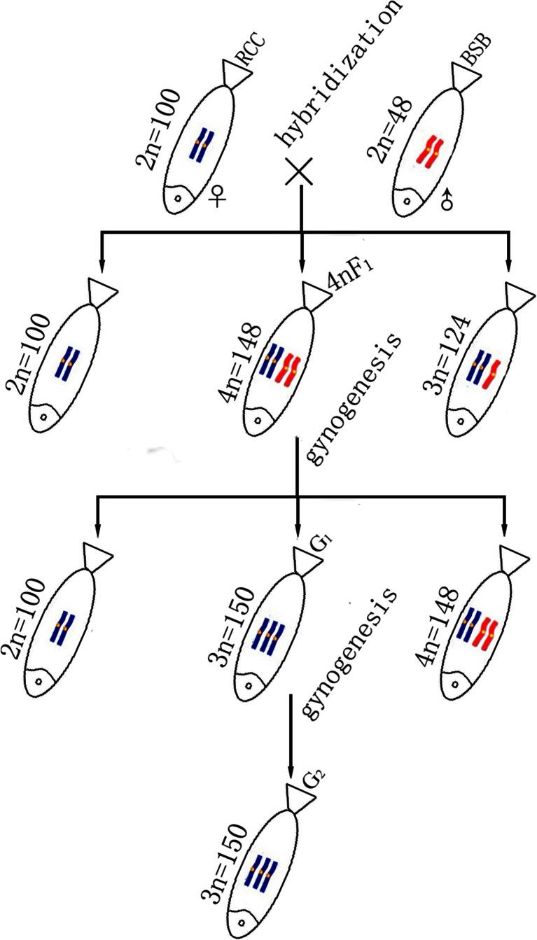 https://cdn.ncbi.nlm.nih.gov/pmc/blobs/d575/4540778/cccafc964b68/10126_2015_9647_Fig1_HTML.jpg