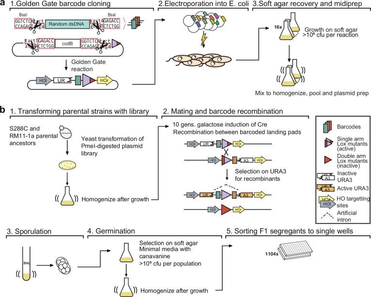 https://cdn.ncbi.nlm.nih.gov/pmc/blobs/d578/8979589/95743d93491d/elife-73983-fig1-figsupp2.jpg