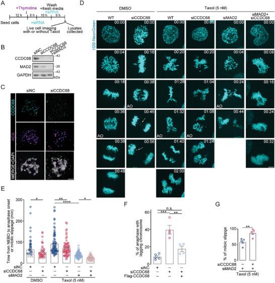 https://cdn.ncbi.nlm.nih.gov/pmc/blobs/d57c/11425217/1b15064e401f/ADVS-11-2406009-g007.jpg