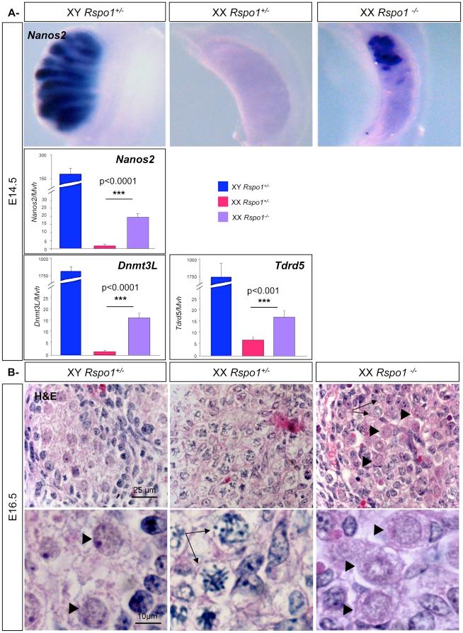 https://cdn.ncbi.nlm.nih.gov/pmc/blobs/d57d/3185015/4268584d5866/pone.0025641.g004.jpg