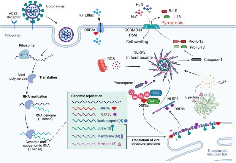 https://cdn.ncbi.nlm.nih.gov/pmc/blobs/d57d/7580384/67b97f2042ca/fimmu-11-583373-g0003.jpg