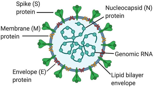 https://cdn.ncbi.nlm.nih.gov/pmc/blobs/d57d/7580384/6e78f6630e9f/fimmu-11-583373-g0001.jpg