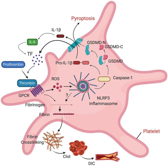 https://cdn.ncbi.nlm.nih.gov/pmc/blobs/d57d/7580384/94d96f008349/fimmu-11-583373-g0004.jpg