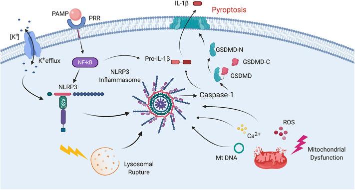 https://cdn.ncbi.nlm.nih.gov/pmc/blobs/d57d/7580384/b44f6d1ea746/fimmu-11-583373-g0002.jpg