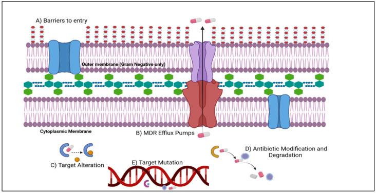 https://cdn.ncbi.nlm.nih.gov/pmc/blobs/d582/9137991/8ee5c5751c52/antibiotics-11-00667-g003.jpg