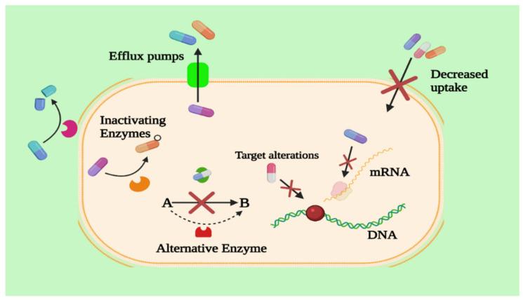 https://cdn.ncbi.nlm.nih.gov/pmc/blobs/d582/9137991/b0d9c757cb9a/antibiotics-11-00667-g004.jpg