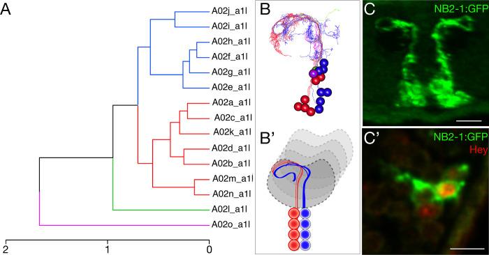 https://cdn.ncbi.nlm.nih.gov/pmc/blobs/d583/8139831/09cc39280a56/elife-67510-fig2-figsupp1.jpg