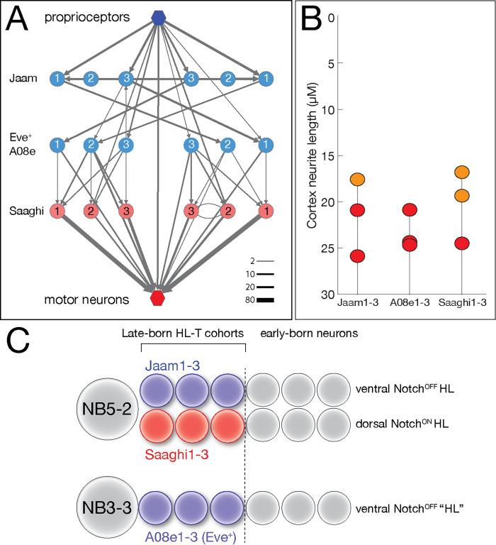 https://cdn.ncbi.nlm.nih.gov/pmc/blobs/d583/8139831/49cc62782eb7/elife-67510-fig9.jpg