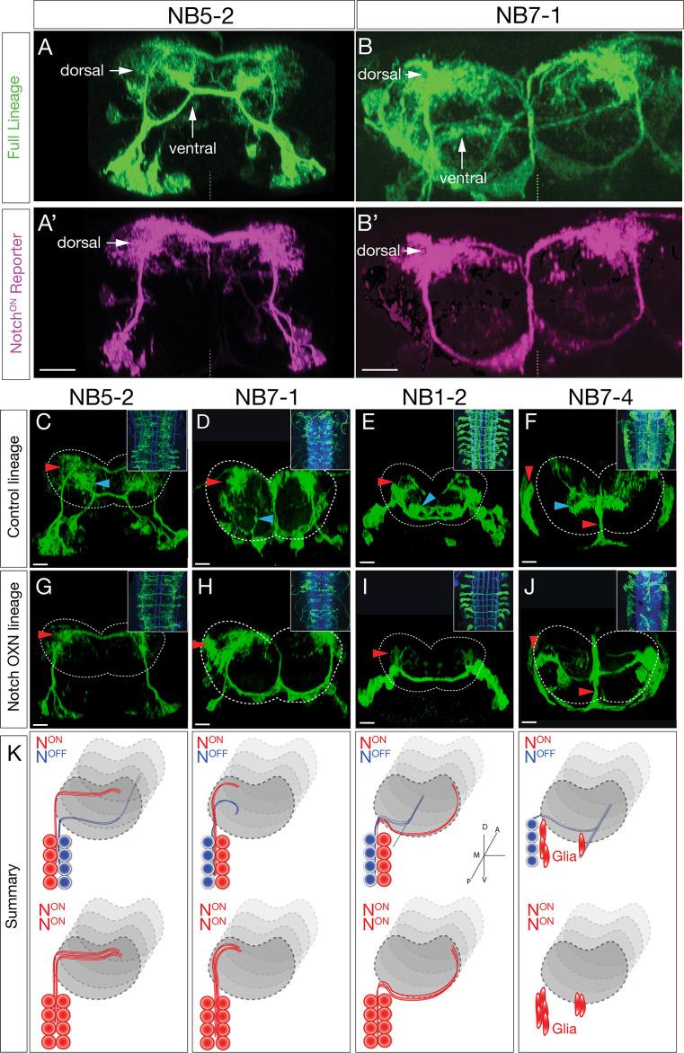 https://cdn.ncbi.nlm.nih.gov/pmc/blobs/d583/8139831/7cdff7139bd5/elife-67510-fig3.jpg