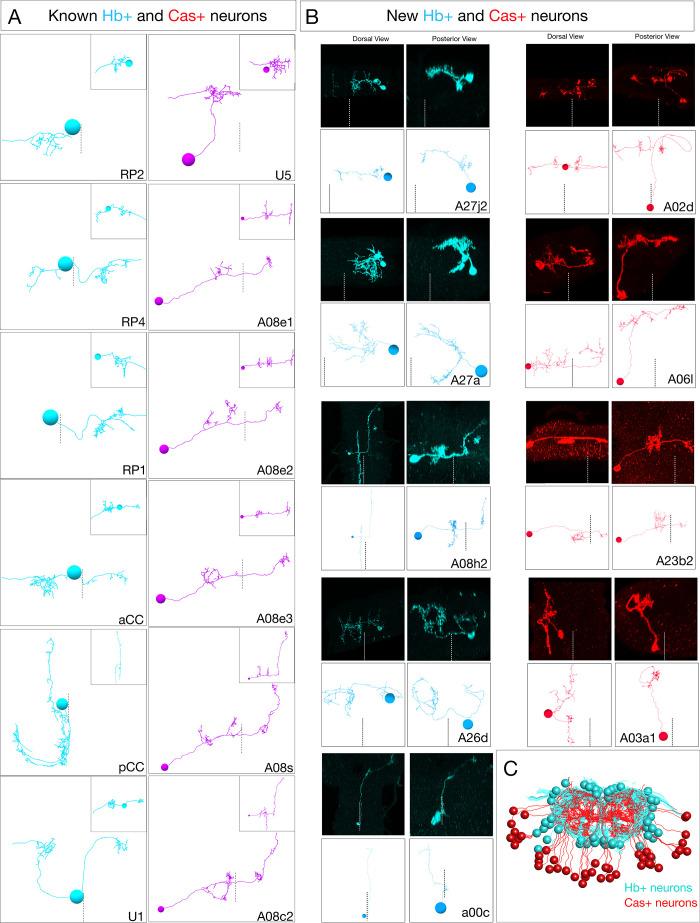 https://cdn.ncbi.nlm.nih.gov/pmc/blobs/d583/8139831/c79aa0eddbb5/elife-67510-fig5-figsupp1.jpg