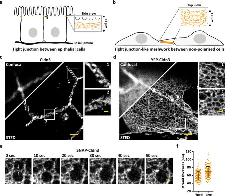 https://cdn.ncbi.nlm.nih.gov/pmc/blobs/d583/9411157/54a570c9dfc7/41467_2022_32533_Fig1_HTML.jpg