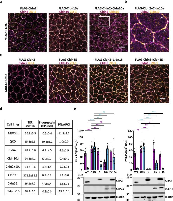 https://cdn.ncbi.nlm.nih.gov/pmc/blobs/d583/9411157/b4d027694351/41467_2022_32533_Fig6_HTML.jpg