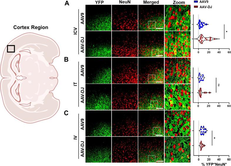 https://cdn.ncbi.nlm.nih.gov/pmc/blobs/d58c/11375878/209b722291ac/12967_2024_5599_Fig6_HTML.jpg