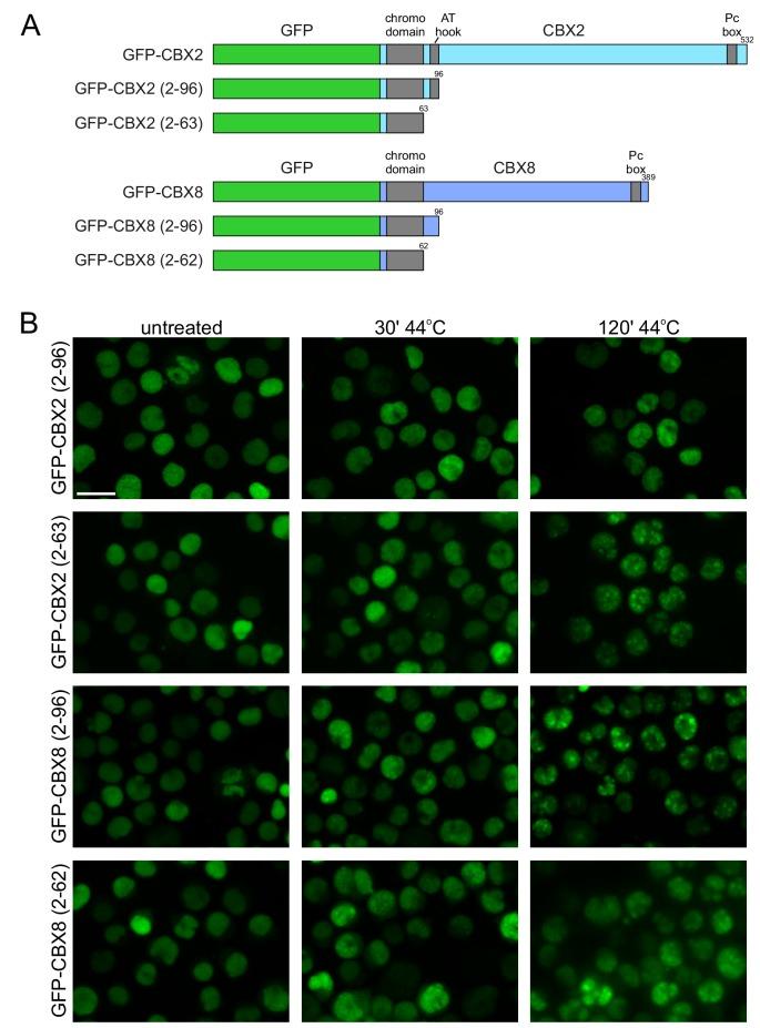 https://cdn.ncbi.nlm.nih.gov/pmc/blobs/d58d/6570483/35f5ea498ca1/elife-45205-fig1-figsupp3.jpg