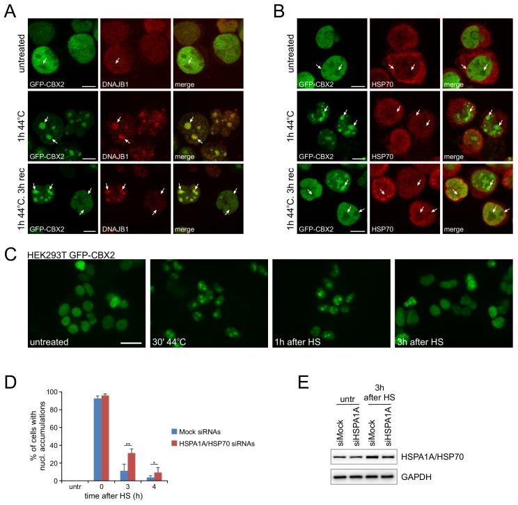https://cdn.ncbi.nlm.nih.gov/pmc/blobs/d58d/6570483/3db3ea980da2/elife-45205-fig6-figsupp1.jpg