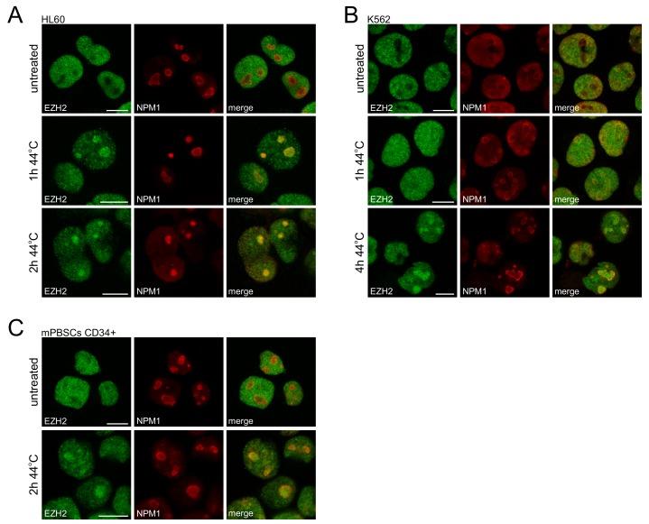 https://cdn.ncbi.nlm.nih.gov/pmc/blobs/d58d/6570483/60ac1fdc72ea/elife-45205-fig3-figsupp3.jpg