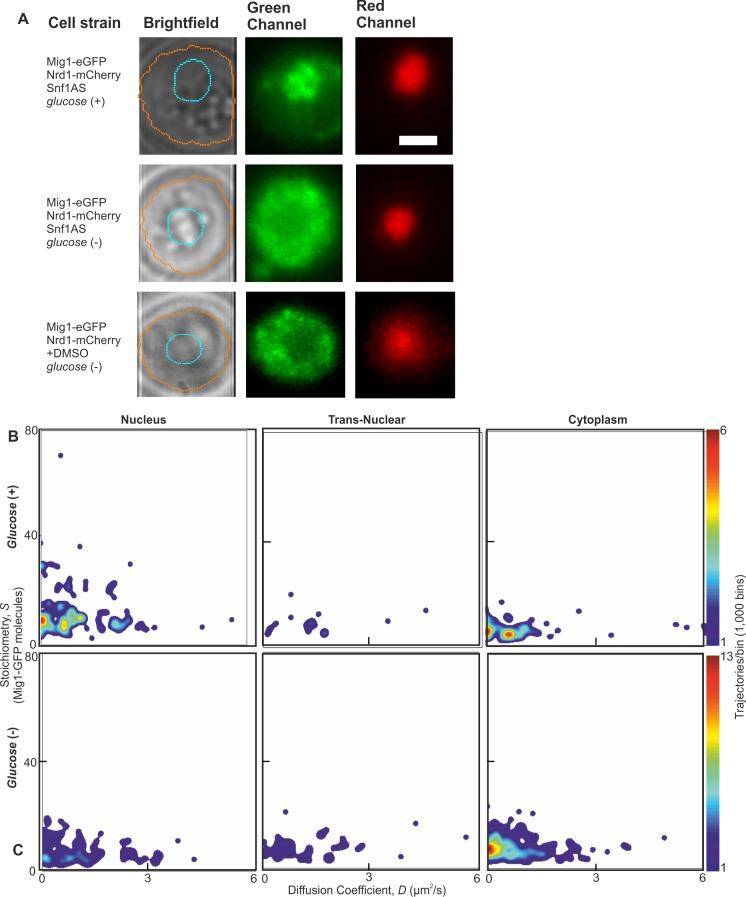 https://cdn.ncbi.nlm.nih.gov/pmc/blobs/d58f/5602325/85023d3296d2/elife-27451-fig2-figsupp2.jpg