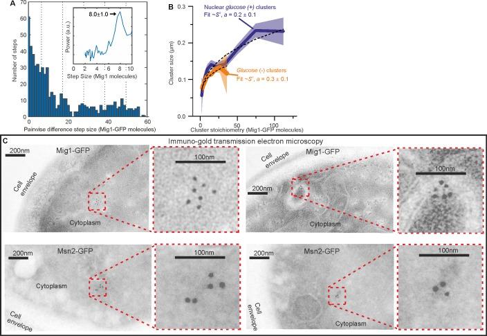 https://cdn.ncbi.nlm.nih.gov/pmc/blobs/d58f/5602325/871009867a9f/elife-27451-fig4-figsupp1.jpg