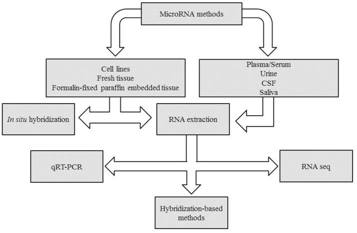 https://cdn.ncbi.nlm.nih.gov/pmc/blobs/d598/6010584/99c629420676/fneur-09-00429-g0001.jpg