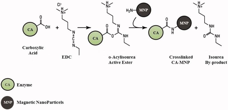 https://cdn.ncbi.nlm.nih.gov/pmc/blobs/d598/6445167/02bed684f929/IENZ_A_1316719_F0002_C.jpg