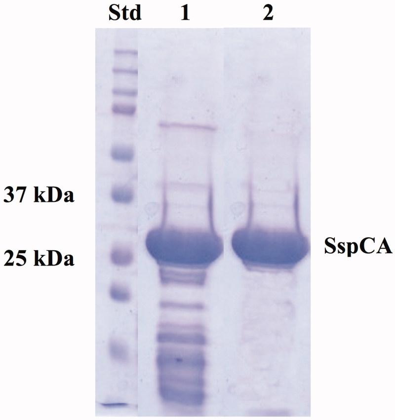 https://cdn.ncbi.nlm.nih.gov/pmc/blobs/d598/6445167/89ad039212af/IENZ_A_1316719_F0001_C.jpg