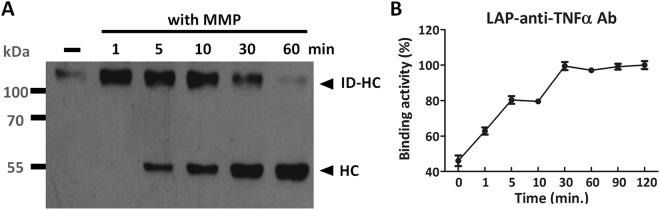 https://cdn.ncbi.nlm.nih.gov/pmc/blobs/d599/5599682/1361940ae6c6/41598_2017_11886_Fig6_HTML.jpg