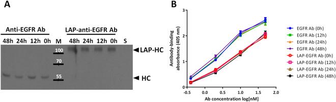 https://cdn.ncbi.nlm.nih.gov/pmc/blobs/d599/5599682/b6ab8a144c32/41598_2017_11886_Fig5_HTML.jpg