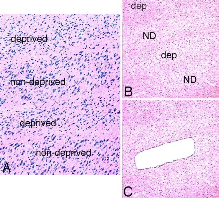 https://cdn.ncbi.nlm.nih.gov/pmc/blobs/d59d/2493024/abd47ddd55b8/mv-v14-1401-f1.jpg