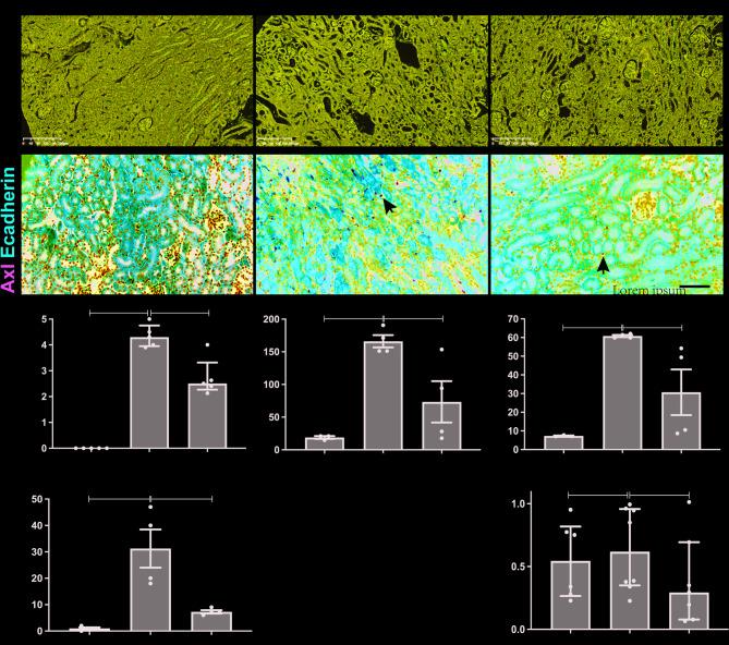 https://cdn.ncbi.nlm.nih.gov/pmc/blobs/d5a0/12220096/0f6bab27a385/12882_2025_4222_Fig2_HTML.jpg