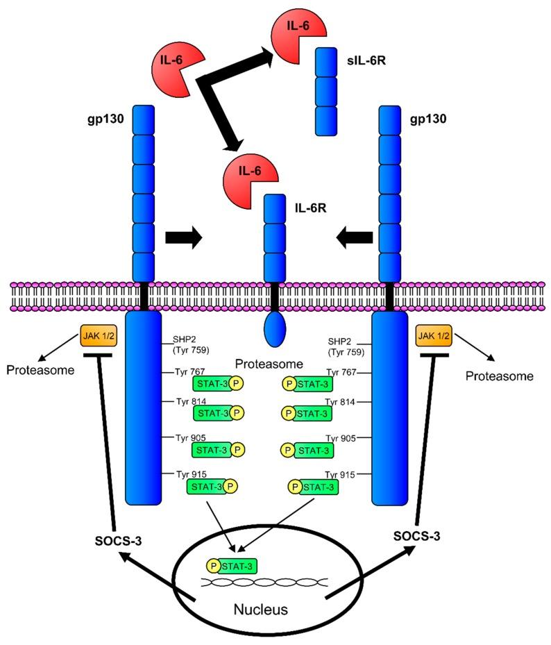 https://cdn.ncbi.nlm.nih.gov/pmc/blobs/d5a1/6466237/674b215c1cf5/biomedicines-07-00019-g001.jpg