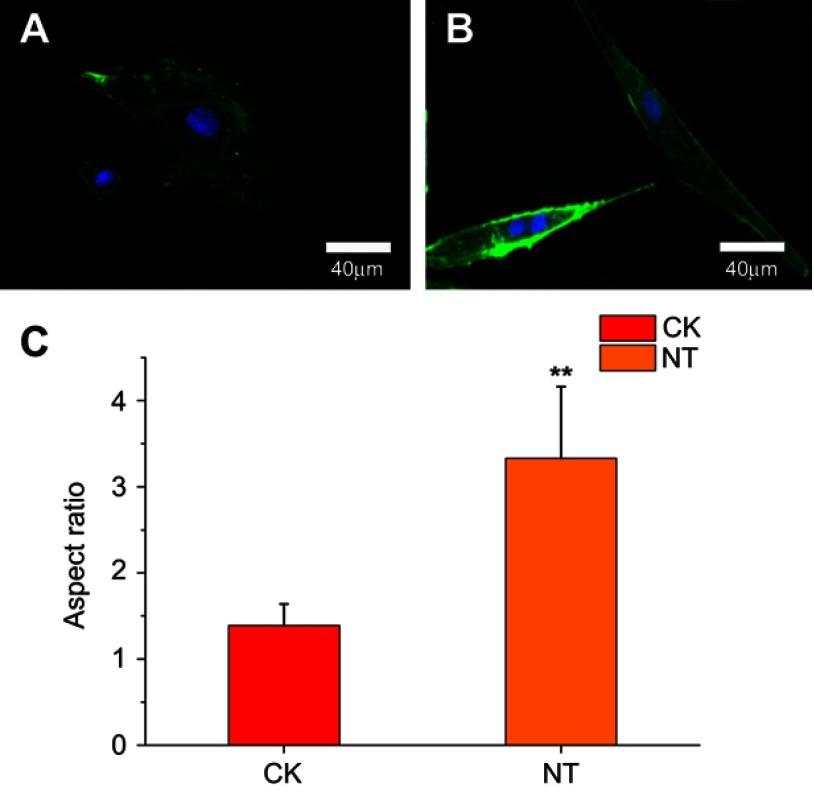 https://cdn.ncbi.nlm.nih.gov/pmc/blobs/d5a2/6519025/57a488514587/IJN-14-3297-g0002.jpg
