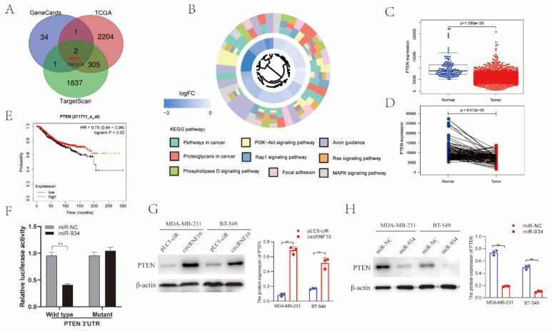 https://cdn.ncbi.nlm.nih.gov/pmc/blobs/d5a2/9739140/e3652251a404/cancers-14-05862-g006.jpg