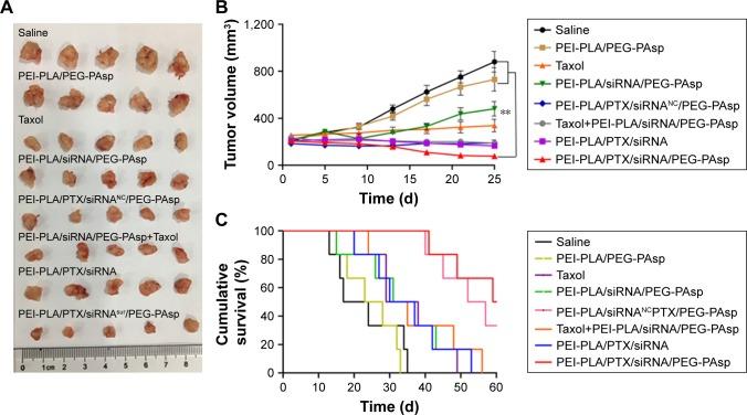 https://cdn.ncbi.nlm.nih.gov/pmc/blobs/d5a5/5916383/d2a1cf067097/ijn-13-2405Fig9.jpg