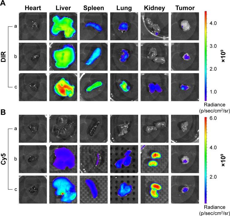 https://cdn.ncbi.nlm.nih.gov/pmc/blobs/d5a5/5916383/e0379050a65d/ijn-13-2405Fig8.jpg