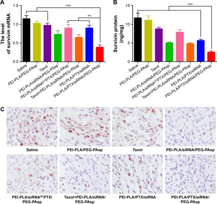 https://cdn.ncbi.nlm.nih.gov/pmc/blobs/d5a5/5916383/ef9a425598ed/ijn-13-2405Fig10.jpg
