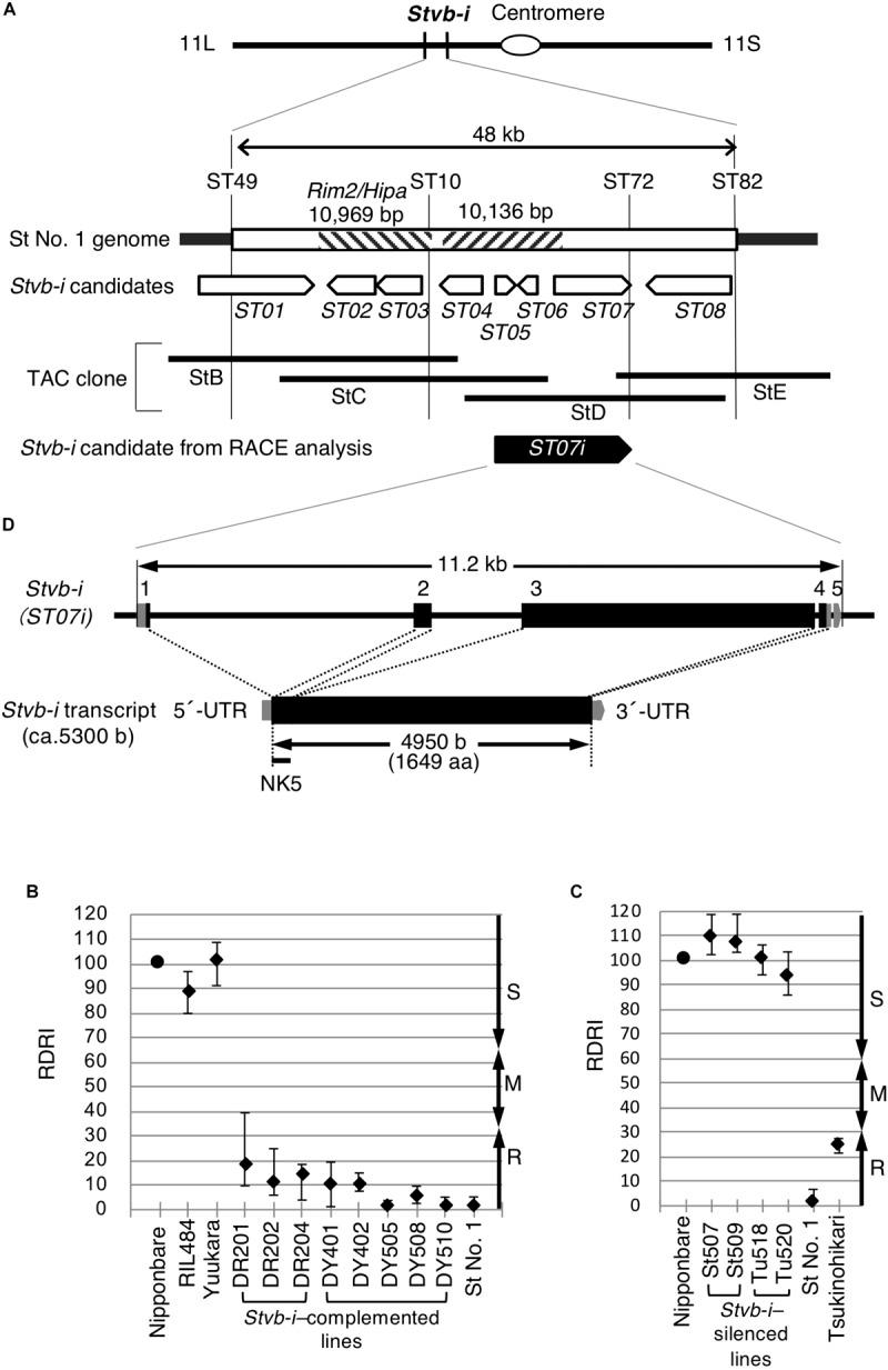https://cdn.ncbi.nlm.nih.gov/pmc/blobs/d5aa/7225774/a25c5b5607fc/fpls-11-00519-g002.jpg