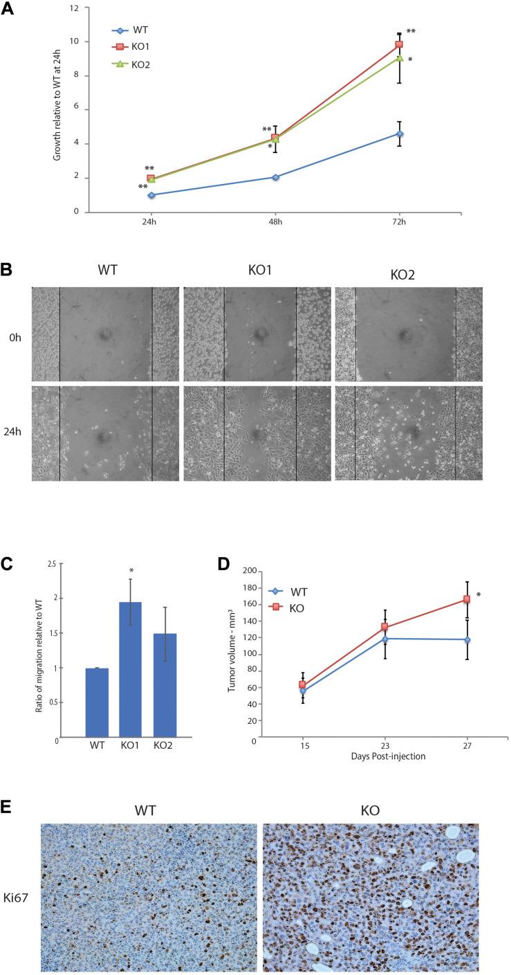 https://cdn.ncbi.nlm.nih.gov/pmc/blobs/d5ab/7817781/2419d8ff0b4a/fcell-08-608044-g002.jpg