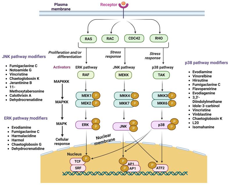 https://cdn.ncbi.nlm.nih.gov/pmc/blobs/d5ad/10670446/bf269a7eb3c7/cancers-15-05311-g002.jpg