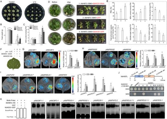 https://cdn.ncbi.nlm.nih.gov/pmc/blobs/d5ae/12224988/23850a9e812b/ADVS-12-2501524-g011.jpg