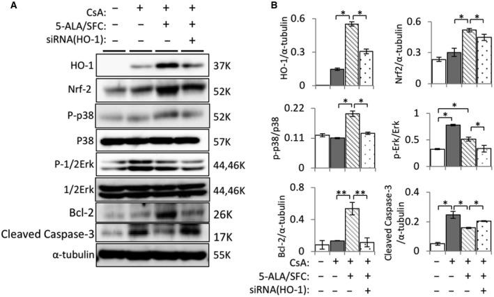 https://cdn.ncbi.nlm.nih.gov/pmc/blobs/d5ae/6823284/323945590fae/FEB4-9-1928-g004.jpg