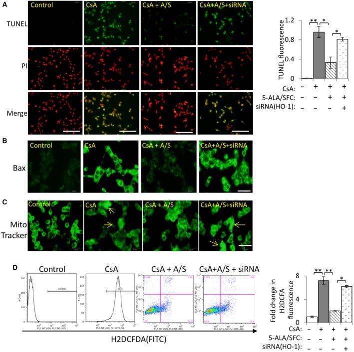 https://cdn.ncbi.nlm.nih.gov/pmc/blobs/d5ae/6823284/64aba77934d3/FEB4-9-1928-g003.jpg