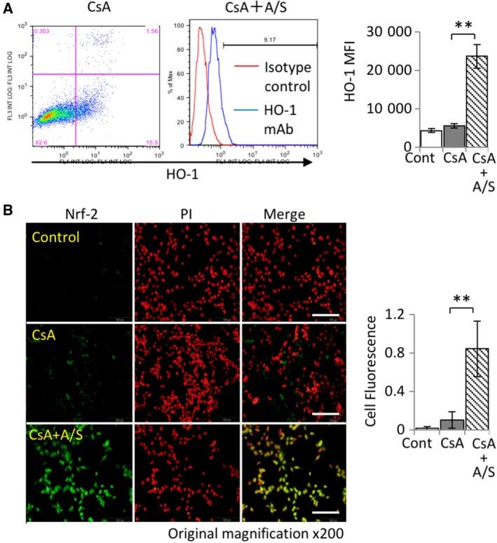 https://cdn.ncbi.nlm.nih.gov/pmc/blobs/d5ae/6823284/c3710581fe7f/FEB4-9-1928-g002.jpg