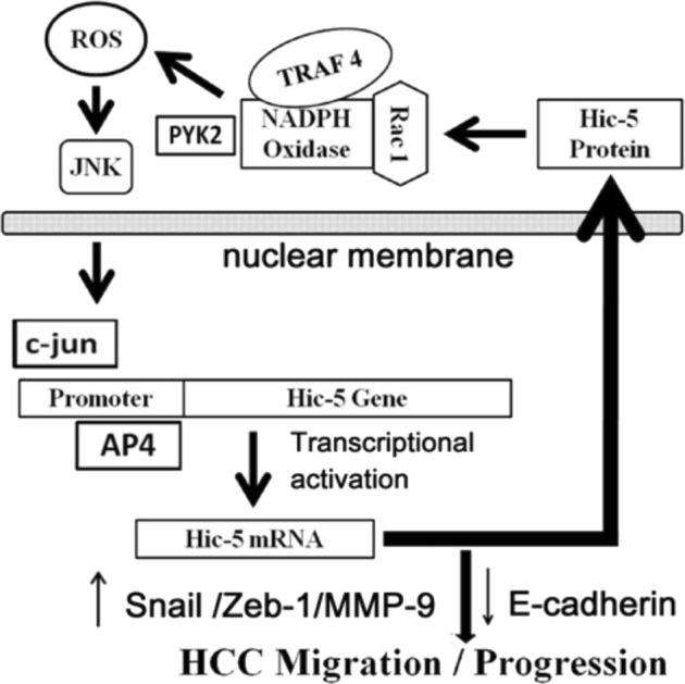 https://cdn.ncbi.nlm.nih.gov/pmc/blobs/d5af/6684519/40335d27bb06/41389_2019_149_Fig7_HTML.jpg