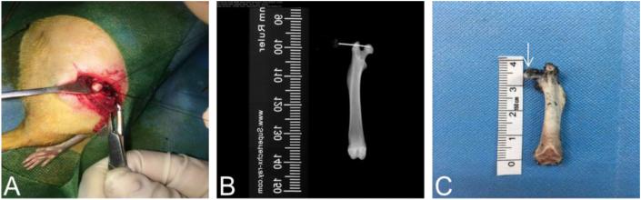 https://cdn.ncbi.nlm.nih.gov/pmc/blobs/d5af/7972932/3ed4d5536931/gr2.jpg