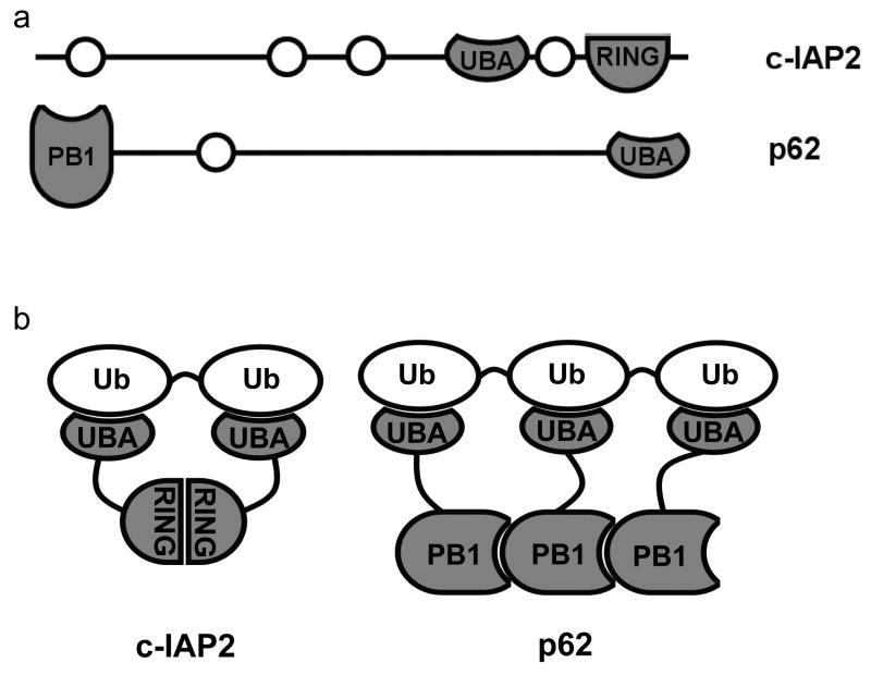 https://cdn.ncbi.nlm.nih.gov/pmc/blobs/d5b1/2744598/7be1aa667338/nihms123962f6.jpg