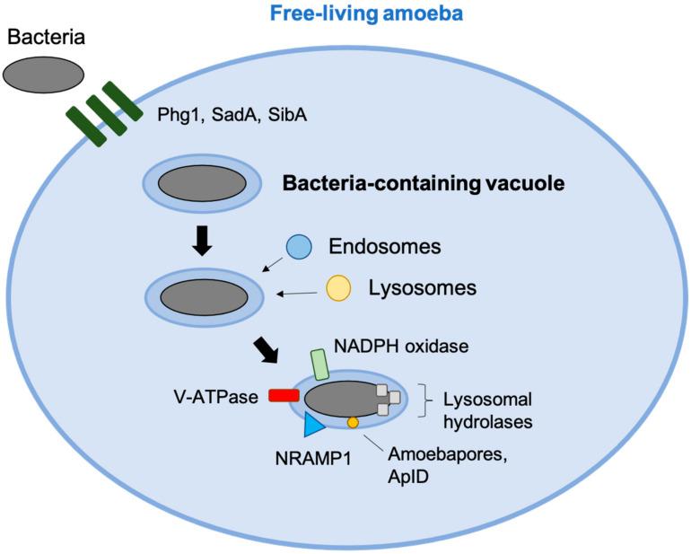 https://cdn.ncbi.nlm.nih.gov/pmc/blobs/d5b7/8623537/0dca53897032/pathogens-10-01365-g001.jpg