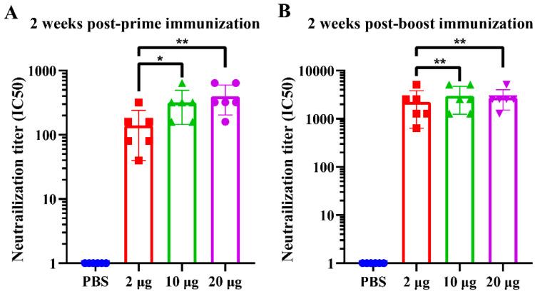 https://cdn.ncbi.nlm.nih.gov/pmc/blobs/d5bb/11680274/05933b8284fb/viruses-16-01932-g006.jpg